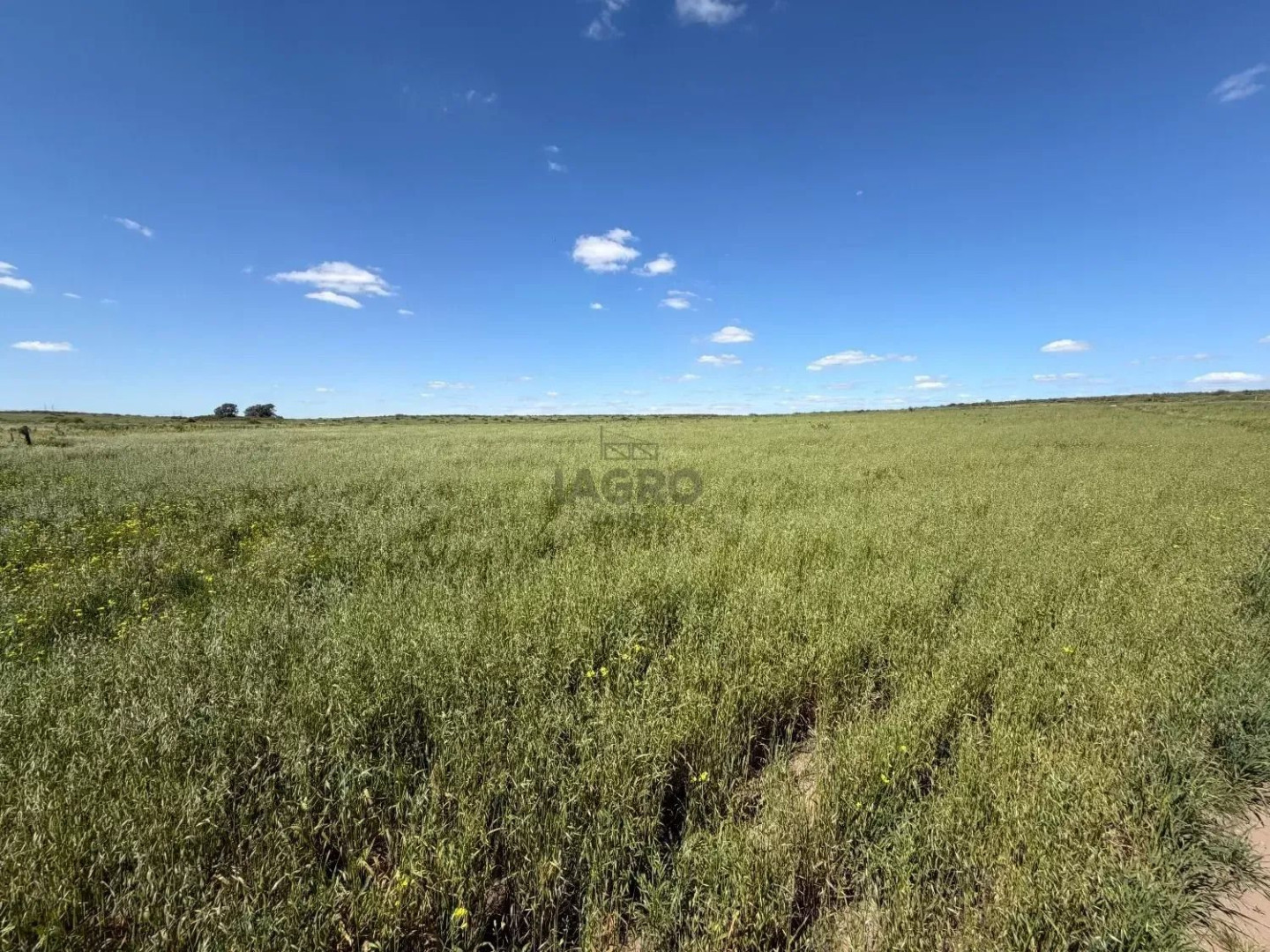 Campo  en Venta en Camino Parque Sesquicentenario,  Bahía Blanca - Bahía Blanca Propiedades | SITIO OFICIAL l