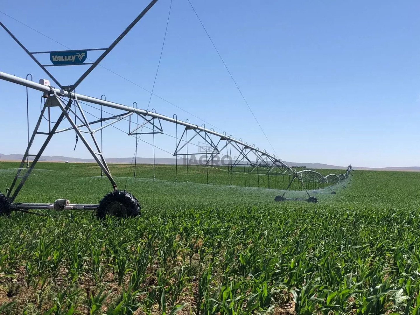 Campo  en Venta en Coronel Pringles,  Coronel Pringles - Bahía Blanca Propiedades | SITIO OFICIAL l