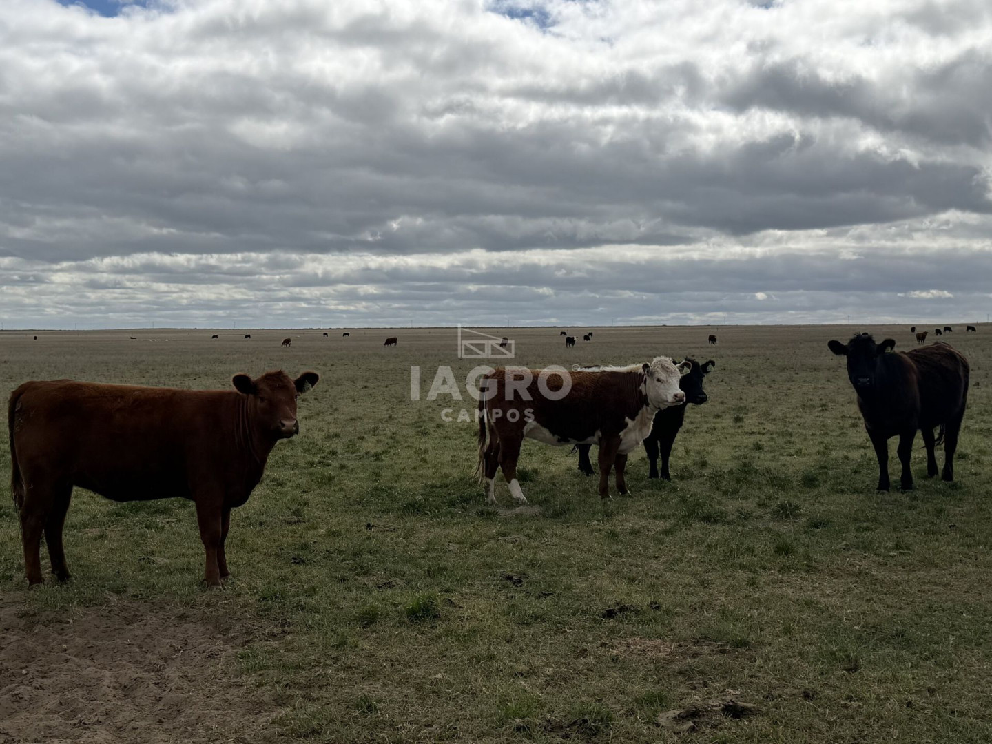 Campo  en Venta en Stroeder,  Stroeder - Bahía Blanca Propiedades | SITIO OFICIAL l