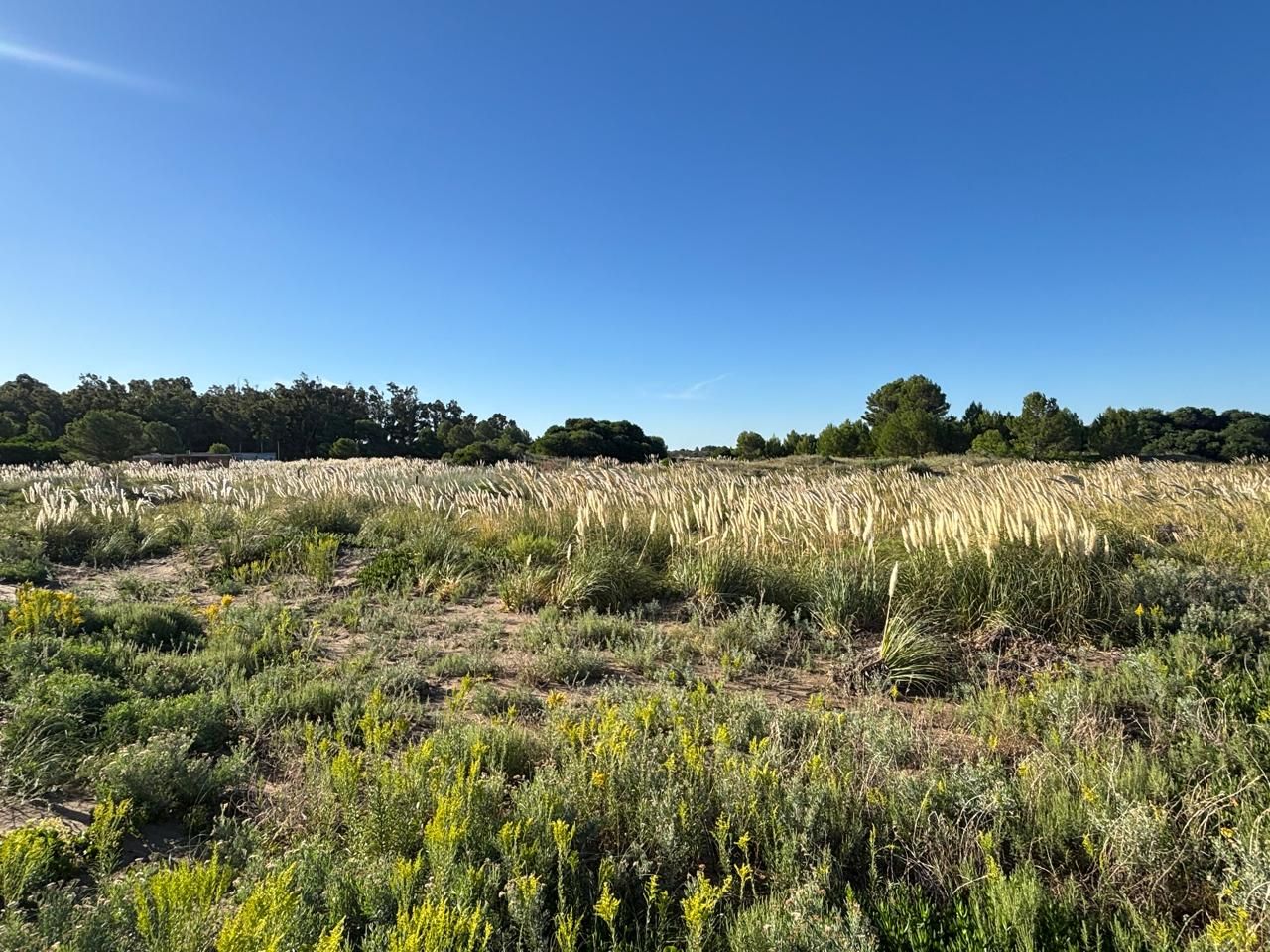 Terreno en Venta  El Sauce, Monte Hermoso - Bahía Blanca Propiedades | SITIO OFICIAL l