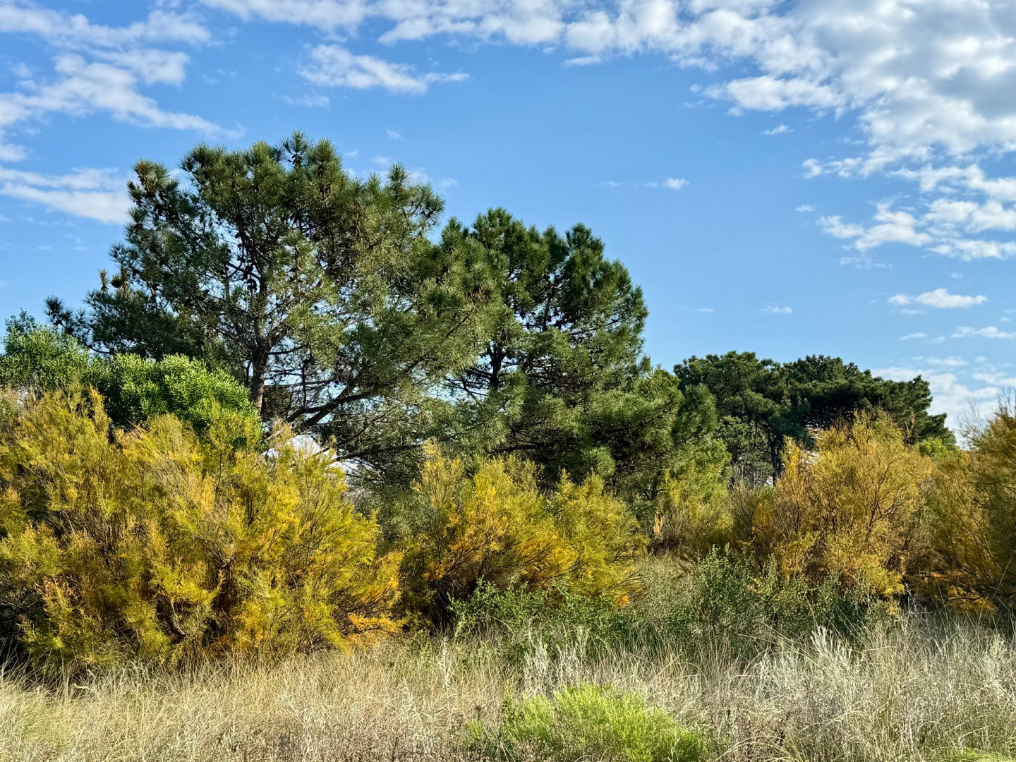 Terreno en Venta en Flamencos Y Martinetas, Monte del Este, Monte Hermoso - Bahía Blanca Propiedades | SITIO OFICIAL l