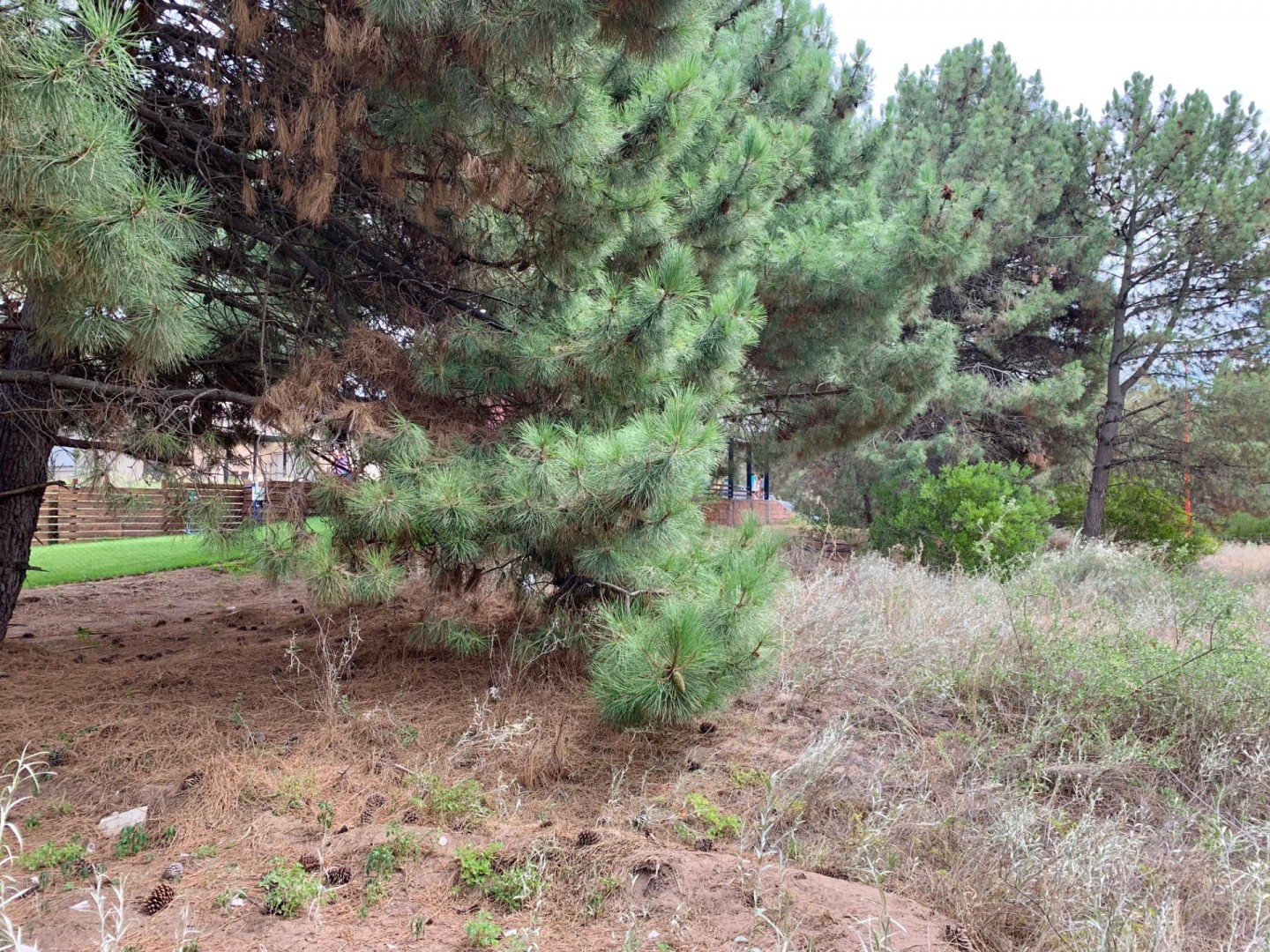 Terreno en Venta en Bosque Alegre E/Tronador Y El Colibrí, Monte del Este, Monte Hermoso - Bahía Blanca Propiedades | SITIO OFICIAL l