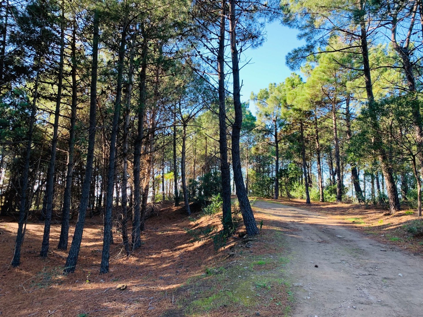 Terreno en Venta en Pinar Del Golf,  Monte Hermoso - Bahía Blanca Propiedades | SITIO OFICIAL l