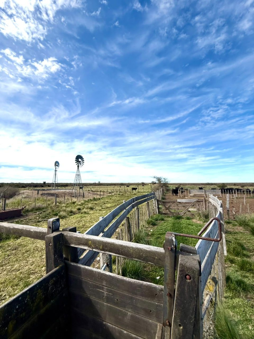 Campo  en Venta   Villalonga - Bahía Blanca Propiedades | SITIO OFICIAL l