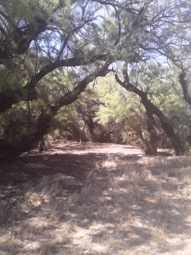 Campo  en Venta   Medanos - Bahía Blanca Propiedades | SITIO OFICIAL l