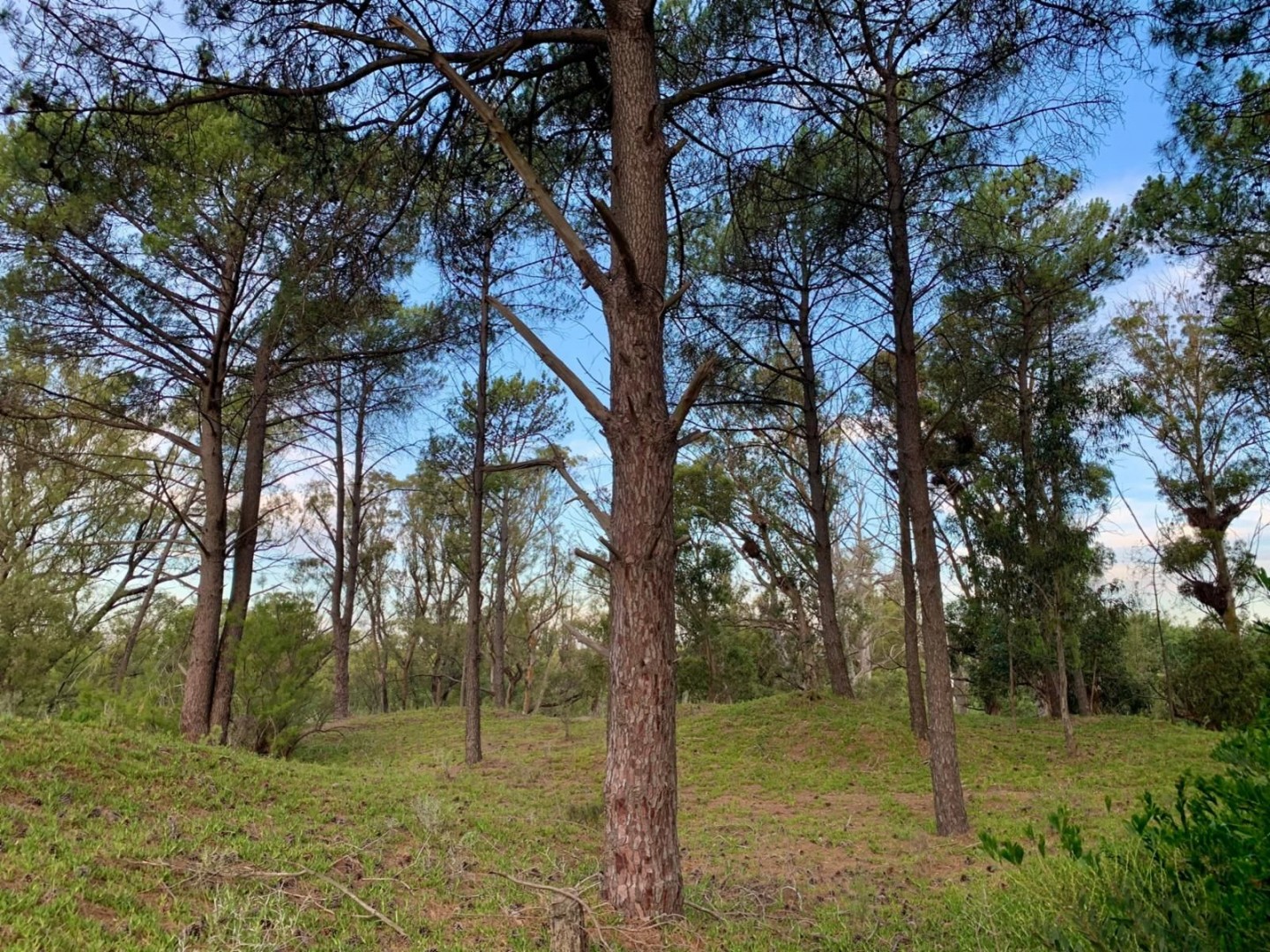Terreno en Venta en Calle Laurel Y Jazmín, Las Lomas, Monte Hermoso - Bahía Blanca Propiedades | SITIO OFICIAL l