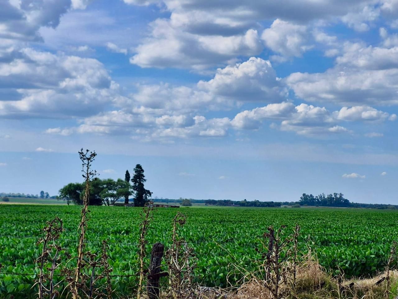 Campo  en Venta - Bahía Blanca Propiedades | SITIO OFICIAL l
