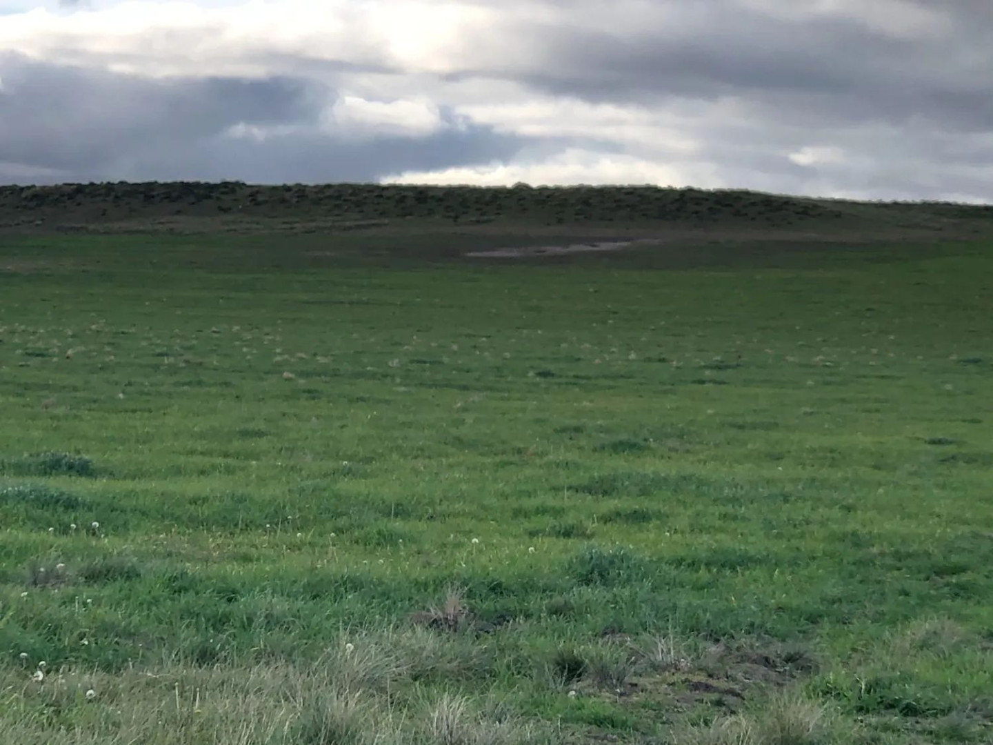 Campo  en Venta en Coronel Dorrego,  Coronel Dorrego - Bahía Blanca Propiedades | SITIO OFICIAL l