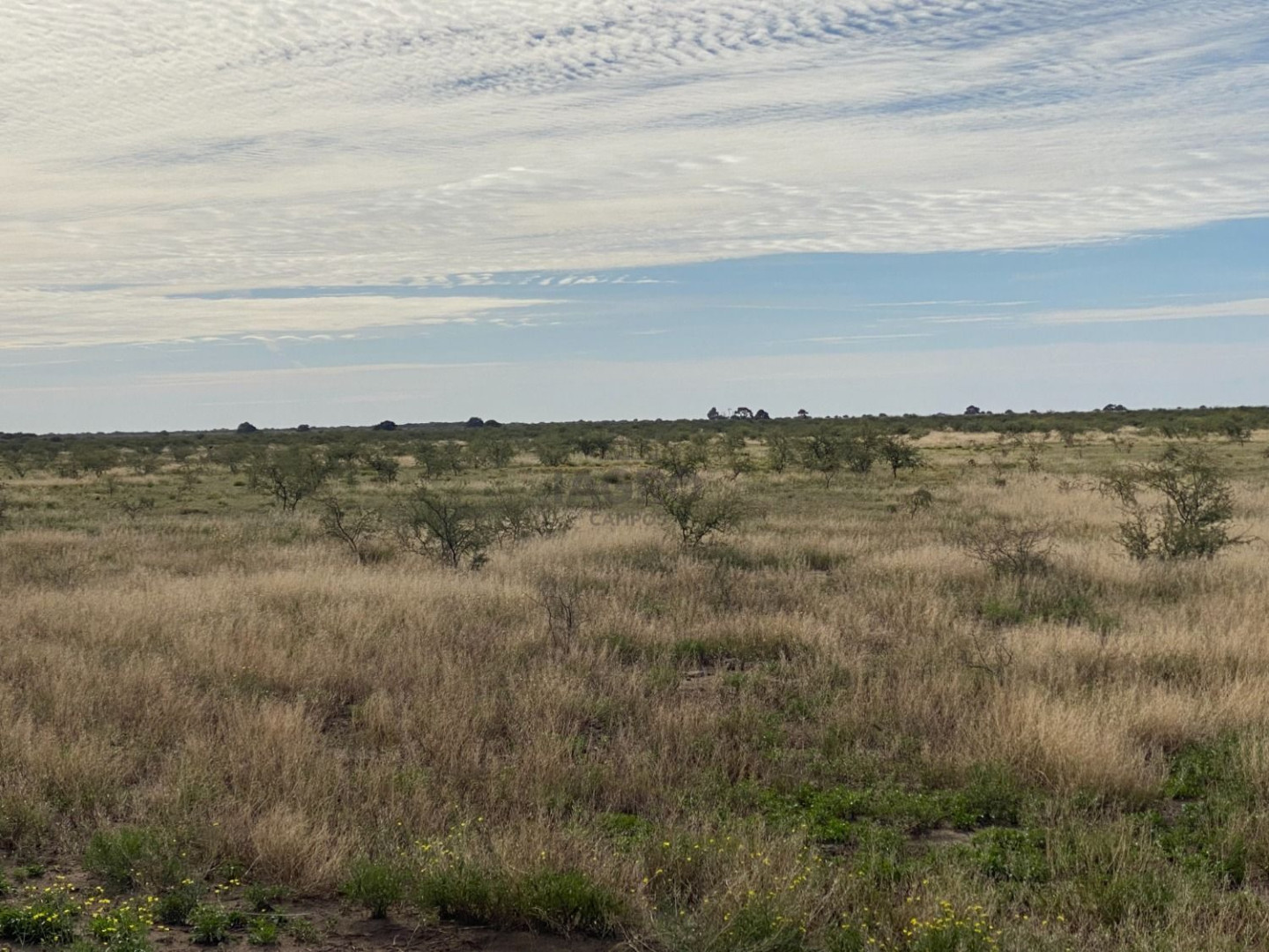 Campo  en Venta en Puan,  Puan - Bahía Blanca Propiedades | SITIO OFICIAL l