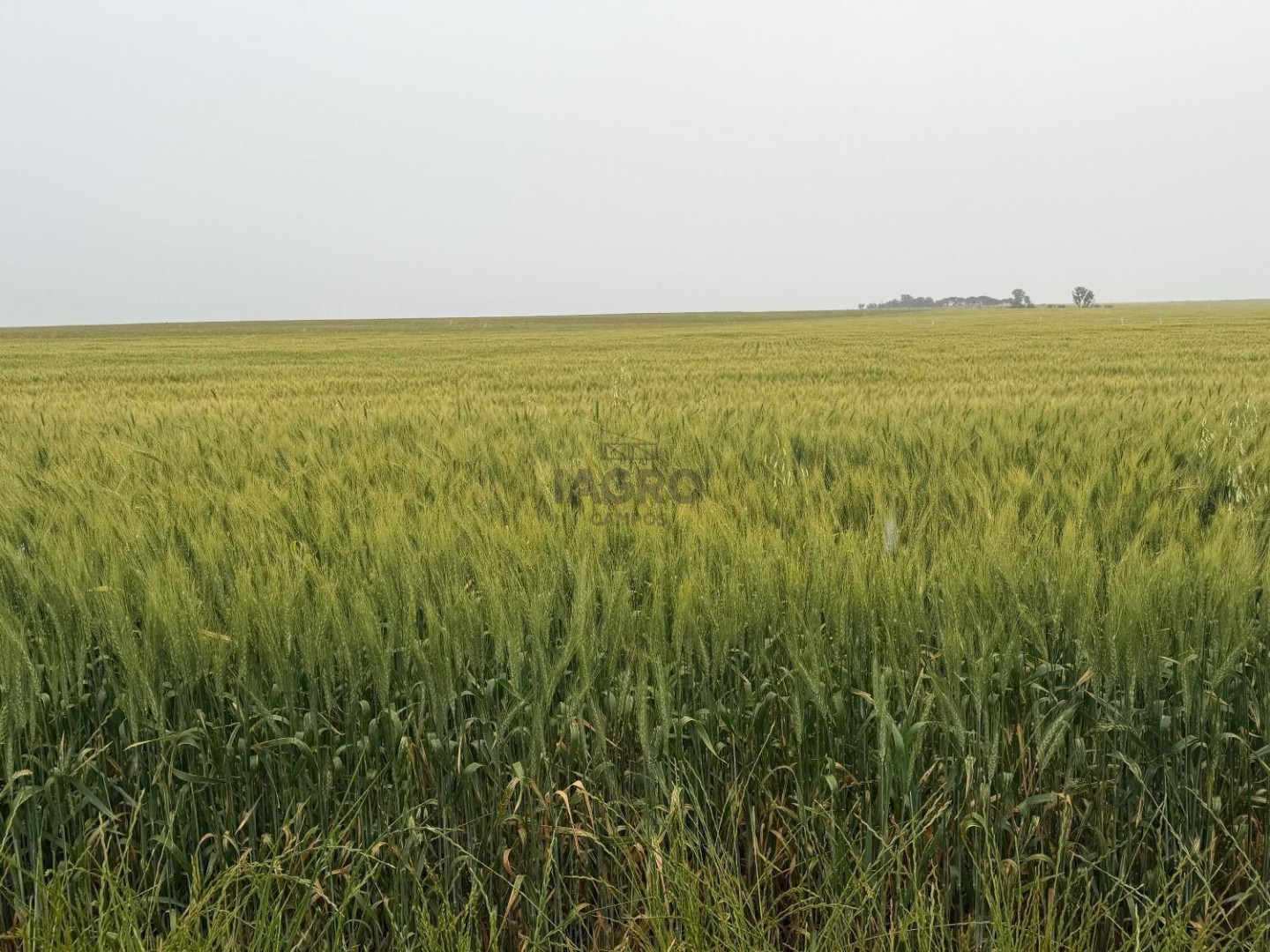 Campo  en Venta en Ruta 35,  Villarino - Bahía Blanca Propiedades | SITIO OFICIAL l