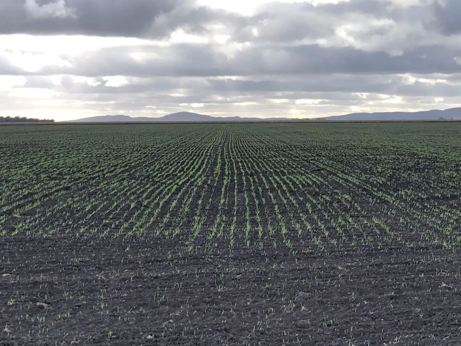 Campo  en Venta en Coronel Dorrego,  Coronel Dorrego - Bahía Blanca Propiedades | SITIO OFICIAL l