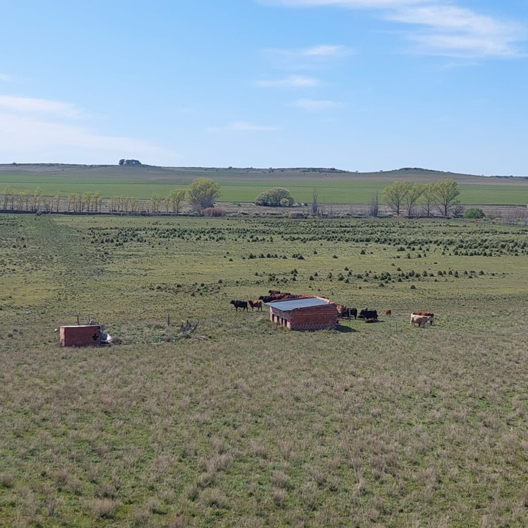 Campo  en Venta en Ruta 35,  Tornquist - Bahía Blanca Propiedades | SITIO OFICIAL l