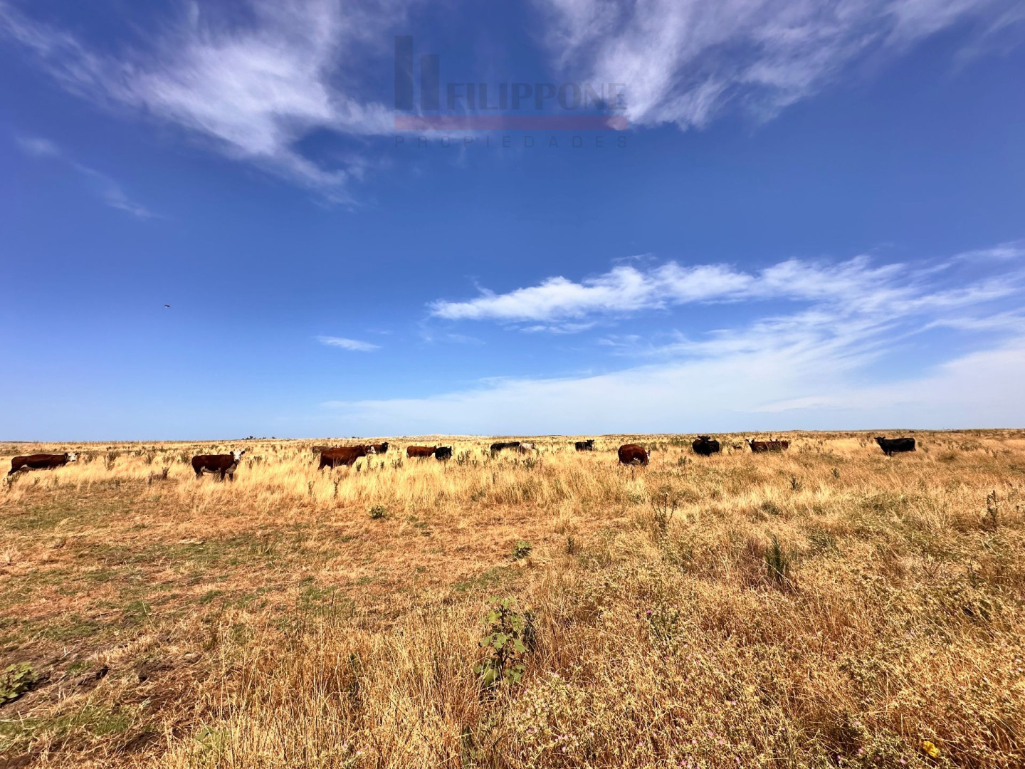 Campo  en Venta   Coronel Dorrego - Bahía Blanca Propiedades | SITIO OFICIAL l