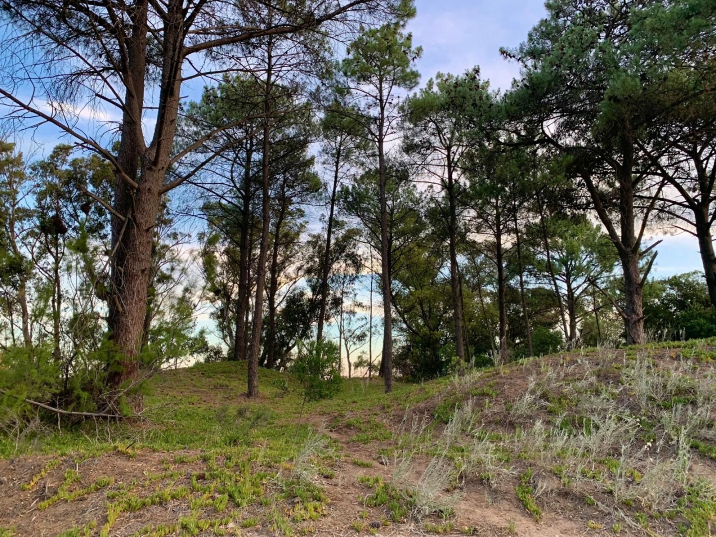 Terreno en Venta en Calle Laurel Y Jazmín, Las Lomas, Monte Hermoso - Bahía Blanca Propiedades | SITIO OFICIAL l