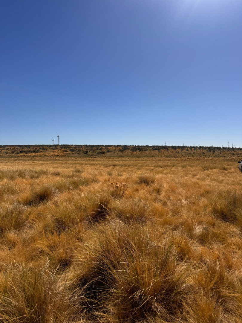 Campo  en Venta en RUTA 33 ,  Tornquist - Bahía Blanca Propiedades | SITIO OFICIAL l