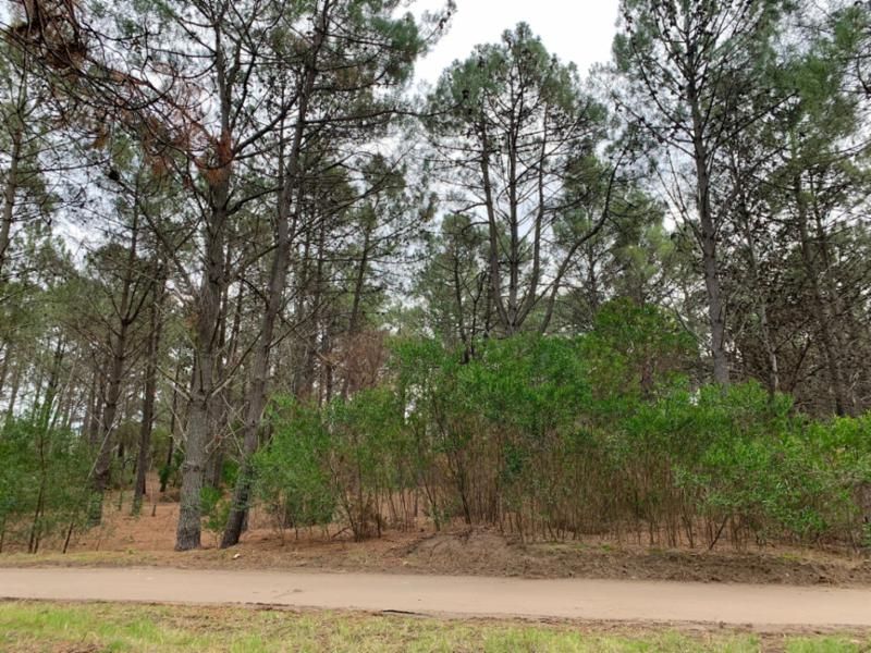 Terreno en Venta en Bosque Alegre Entre Los Zorzales Y El Gavilán, Pinar del Golf, Monte Hermoso - Bahía Blanca Propiedades | SITIO OFICIAL l