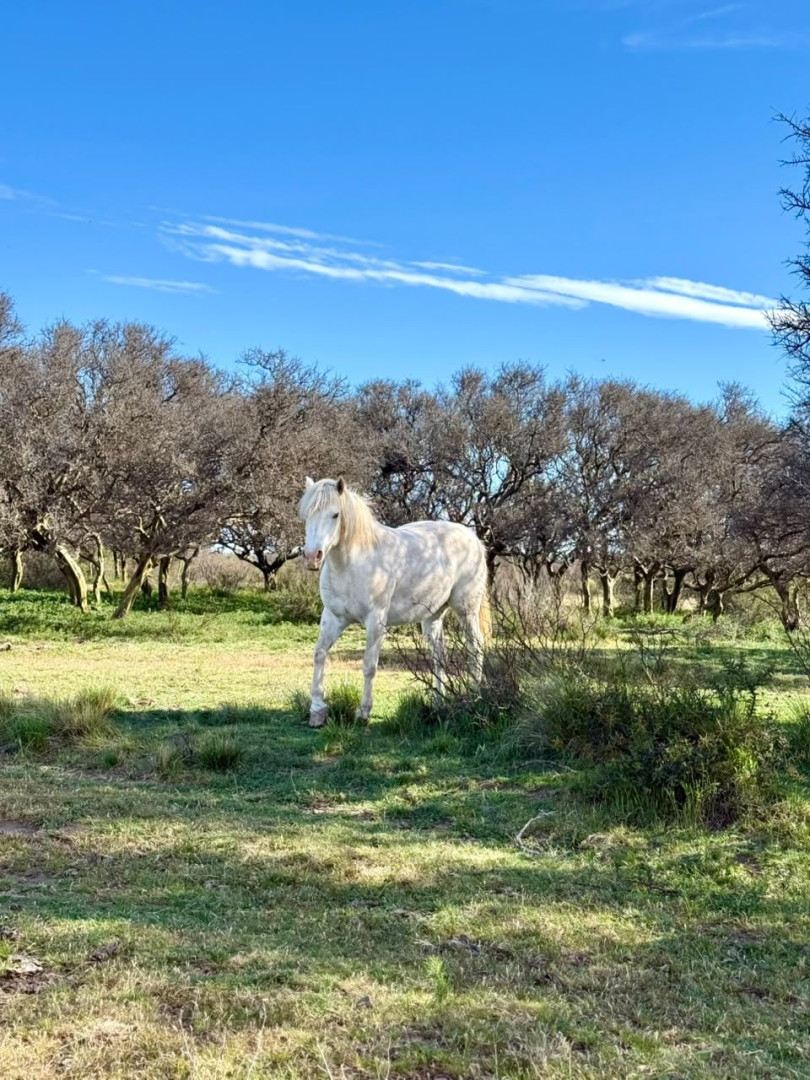 Campo  en Venta   Villalonga - Bahía Blanca Propiedades | SITIO OFICIAL l
